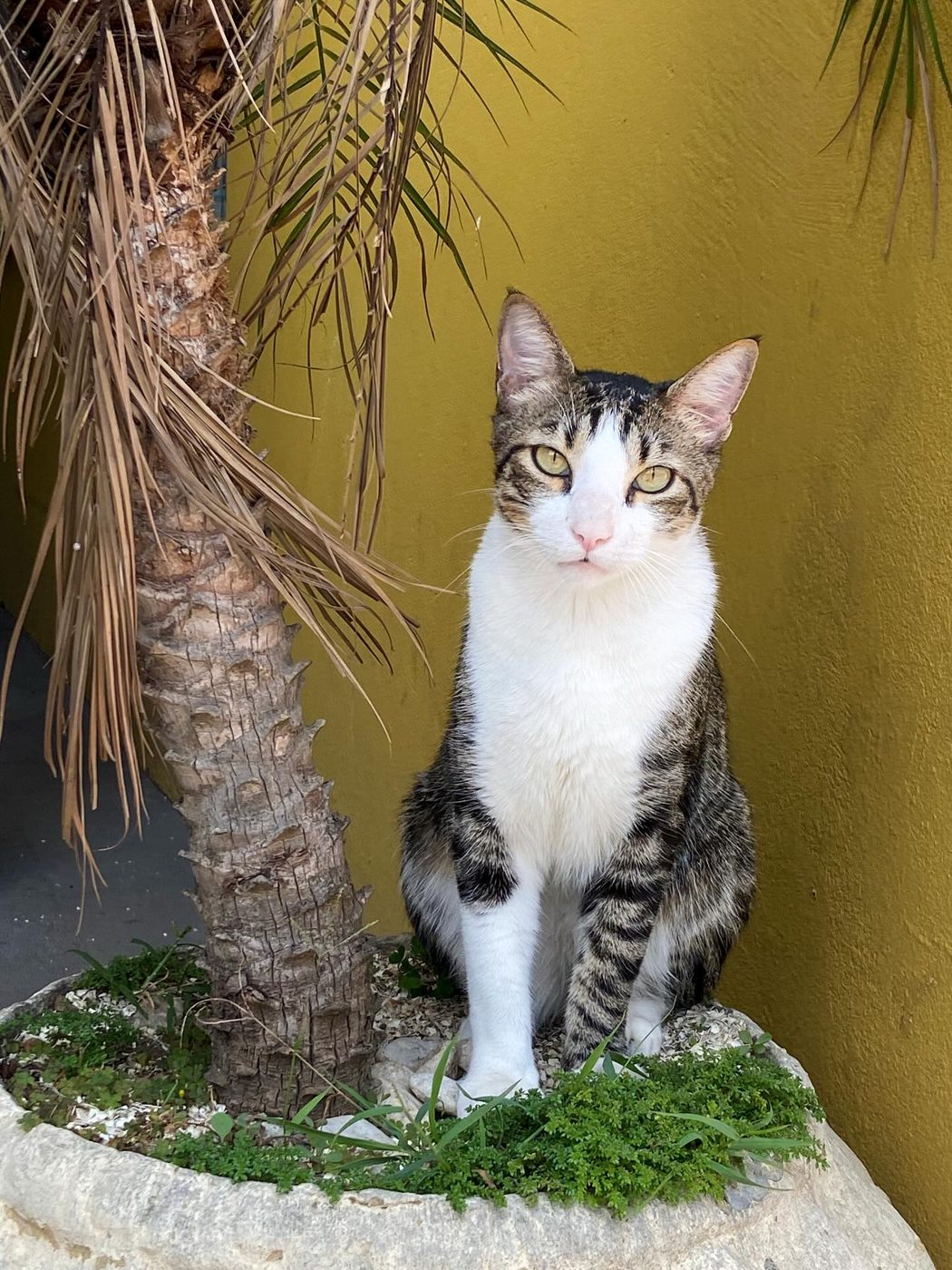 Gato malhado de olhos verdes sentado em vaso com palmeira, parede amarela