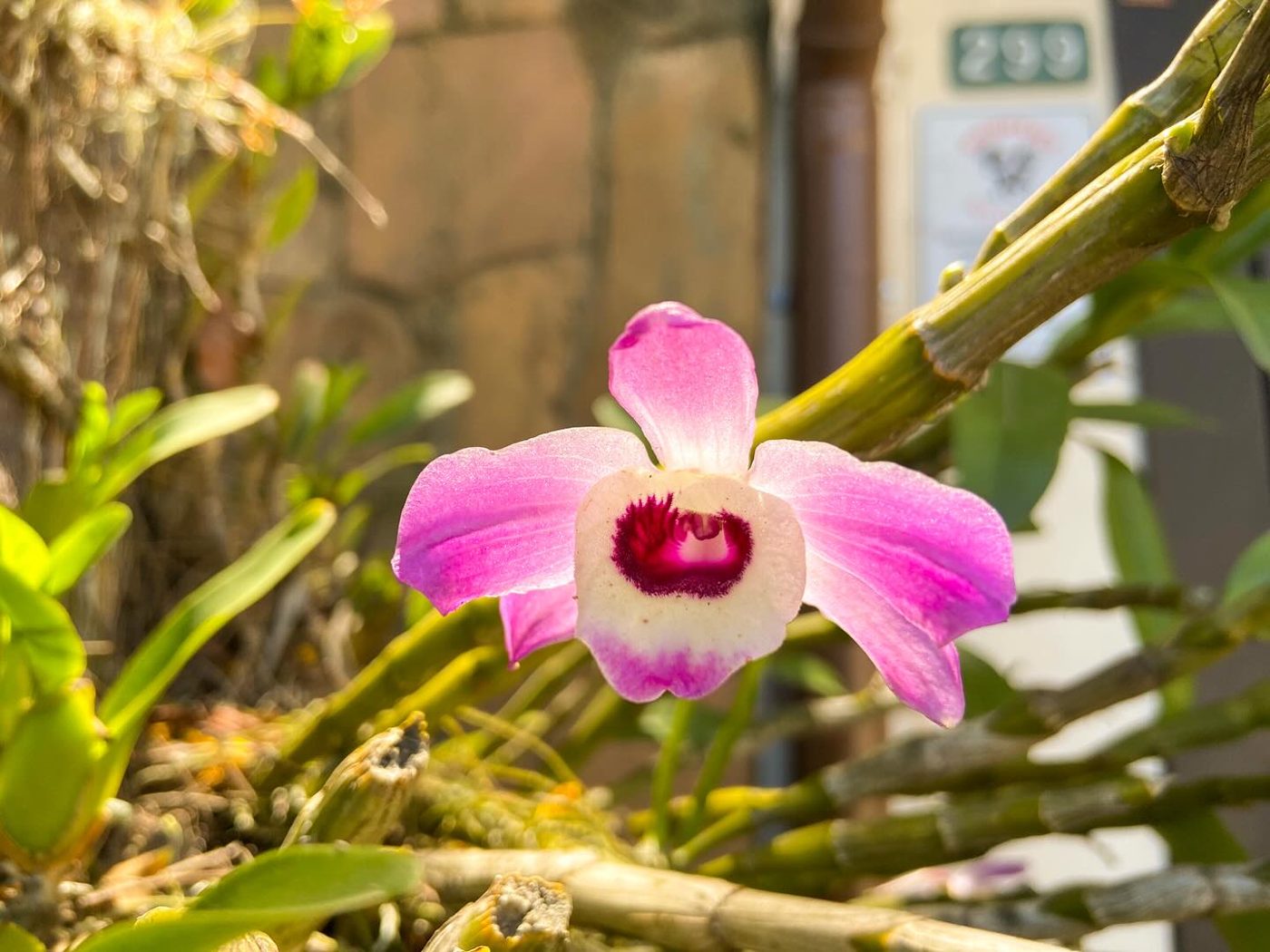 Orquídea rosa e branca em close