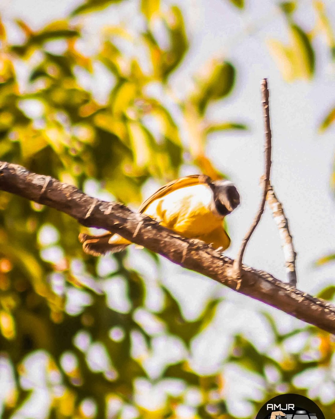 Bem-te-vi amarelo pousado em galho entre folhas